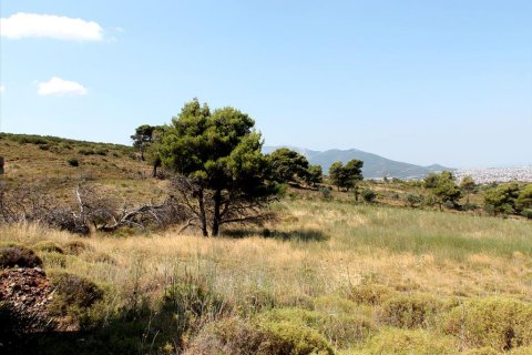 22000m² Land à Penteli, Greece No. 60162 7