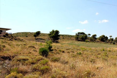 22000m² Land in Penteli, Greece No. 60162 5