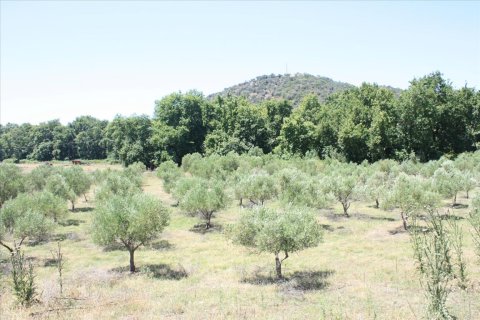 8000m² Land en Chalkidiki, Greece No. 59101 4