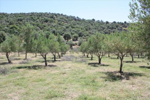 8000m² Land in Chalkidiki, Greece No. 59101 3