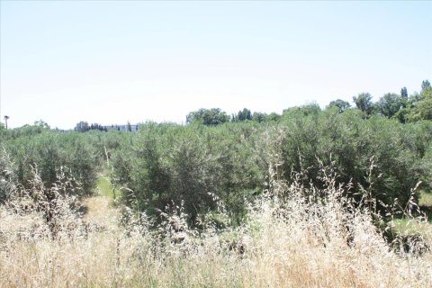 3500m² Land in Chalkidiki, Greece No. 59102 5