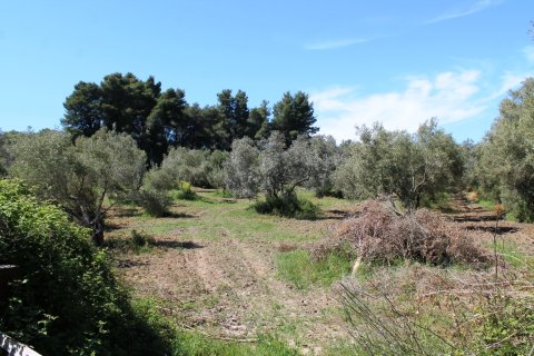 10181m² Land en Chalkidiki, Greece No. 59232 3