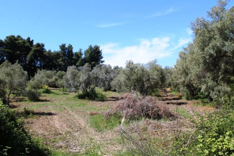 10181m² Land à Chalkidiki, Greece No. 59232 1