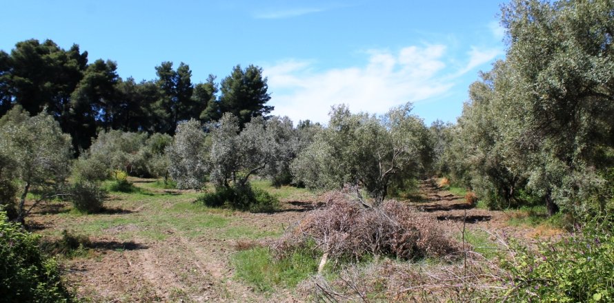 10181m² Land in Chalkidiki, Greece No. 59232