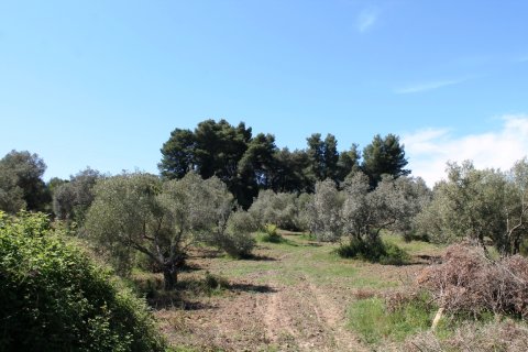 10181m² Land in Chalkidiki, Greece No. 59232 2