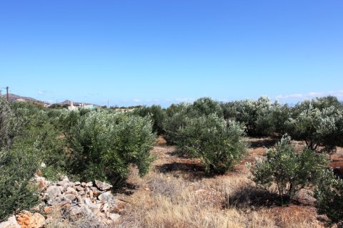 4800m² Land in Agios Nikolaos, Greece No. 59387 4