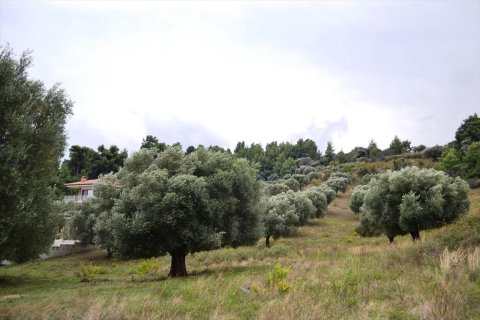 8404m² Land in Chalkidiki, Greece No. 59380 3