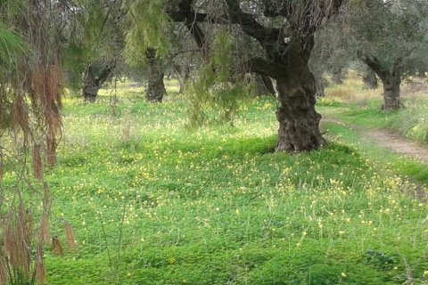 Land in Zakynthos, Greece No. 28085 11