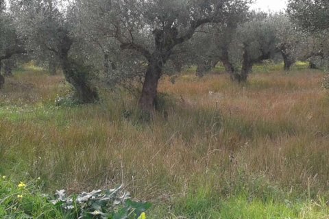 Land in Zakynthos, Greece No. 28085 10