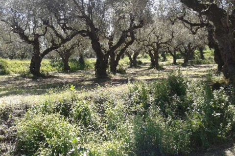 Land en Zakynthos, Greece No. 28121 3