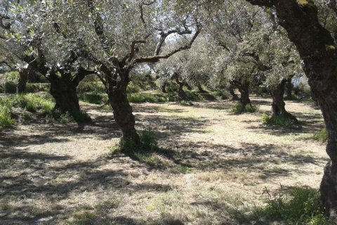 Land en Zakynthos, Greece No. 28121 4