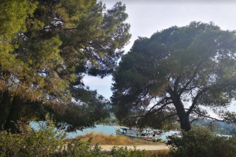 50000m² Land in Chalkidiki, Greece No. 56576 3