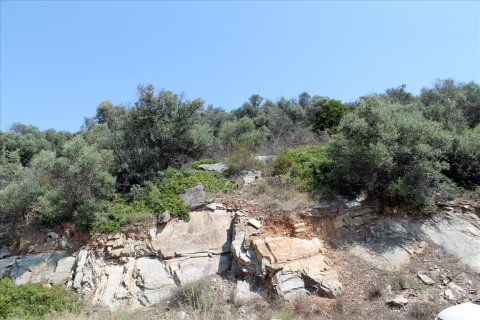 16500m² Land in Chalkidiki, Greece No. 56577 6