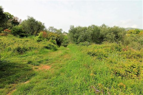 2700m² Land in Corfu, Greece No. 57353 4