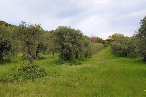 6500m² Land à Chalkidiki, Greece No. 57316 2