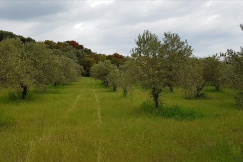 6500m² Land à Chalkidiki, Greece No. 57316 7