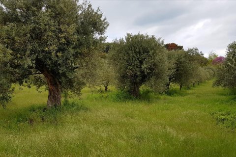 6500m² Land en Chalkidiki, Greece No. 57316 3