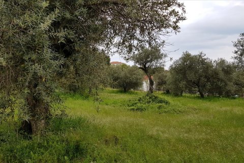 6500m² Land en Chalkidiki, Greece No. 57316 4