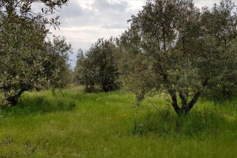 6500m² Land en Chalkidiki, Greece No. 57316 5