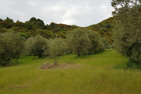 6500m² Land en Chalkidiki, Greece No. 57316 8