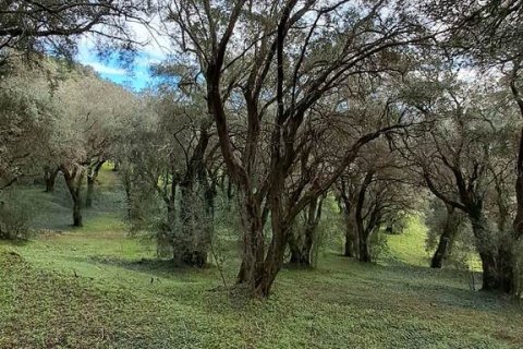 95095m² Land à Corfu, Greece No. 55316 10