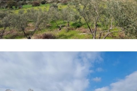 19733m² Land in Agios Theodoros, Cyprus No. 28046 2