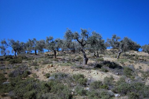 12000m² Land in Kavala, Greece No. 60490 7