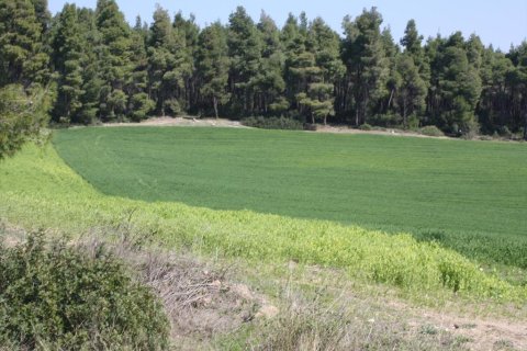 8500m² Land in Chalkidiki, Greece No. 60487 1