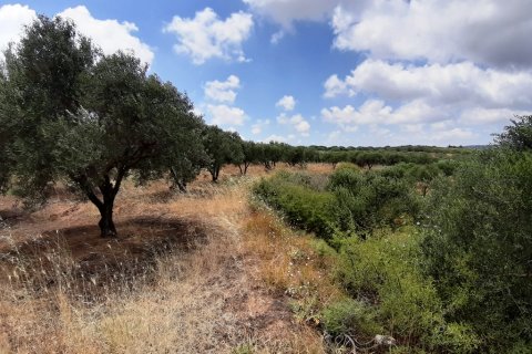 15000m² Land in Heraklion, Greece No. 56536 2