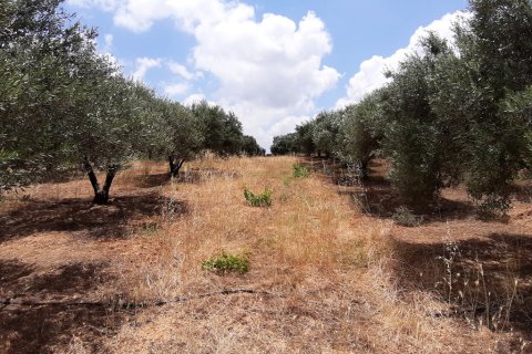 15000m² Land en Heraklion, Greece No. 56536 5