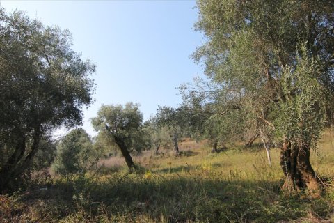 16000m² Land en Corfu, Greece No. 57922 10