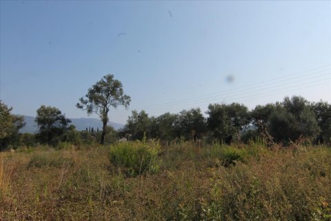 16000m² Land en Corfu, Greece No. 57922 27