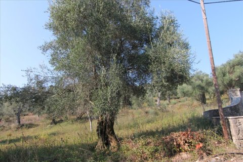 16000m² Land in Corfu, Greece No. 57922 8