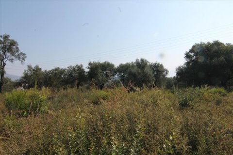 16000m² Land in Corfu, Greece No. 57922 28