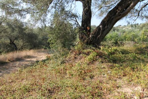 16000m² Land in Corfu, Greece No. 57922 18