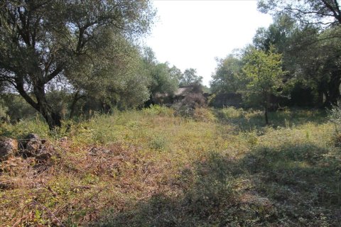 16000m² Land in Corfu, Greece No. 57922 23