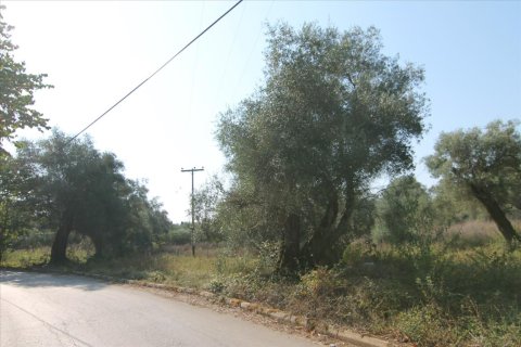 16000m² Land in Corfu, Greece No. 57922 11