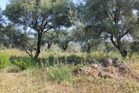 16000m² Land in Corfu, Greece No. 57922 20