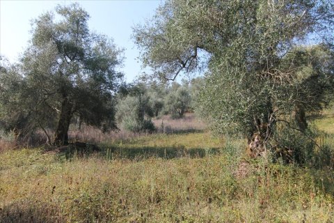 16000m² Land en Corfu, Greece No. 57922 14