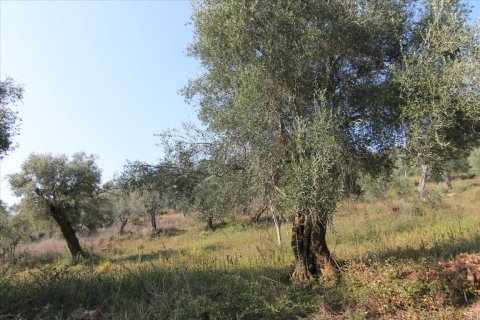 16000m² Land in Corfu, Greece No. 57922 9