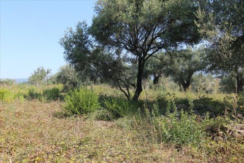 16000m² Land in Corfu, Greece No. 57922 19