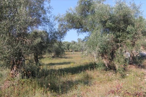 16000m² Land en Corfu, Greece No. 57922 12