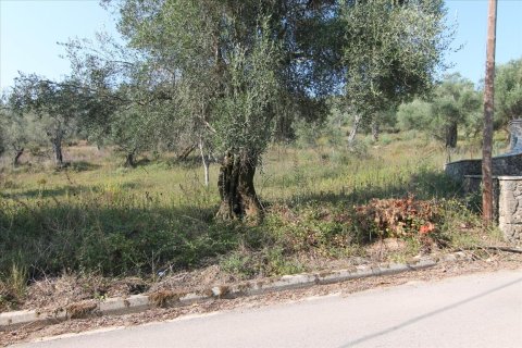 16000m² Land en Corfu, Greece No. 57922 6