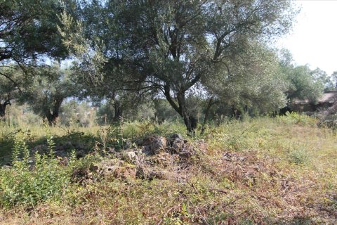 16000m² Land en Corfu, Greece No. 57922 21