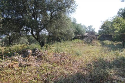 16000m² Land en Corfu, Greece No. 57922 22