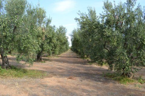 12375m² Land en Chalkidiki, Greece No. 58477 1