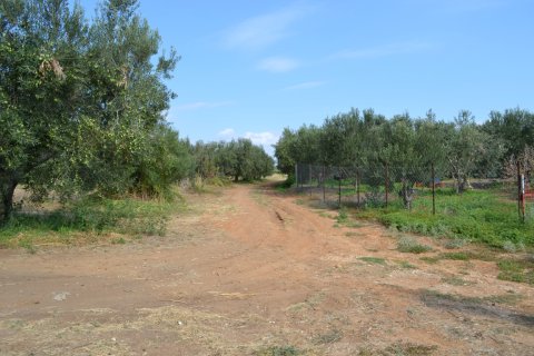 12375m² Land à Chalkidiki, Greece No. 58477 2