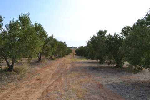 12375m² Land en Chalkidiki, Greece No. 58477 4