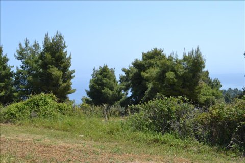 4650m² Land à Chalkidiki, Greece No. 59205 7