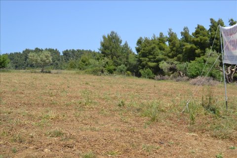 4650m² Land en Chalkidiki, Greece No. 59205 5